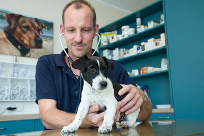 Gesundheitsprophylaxe - Tierarzt Bonitz