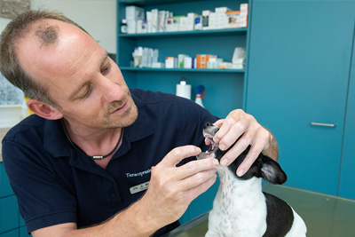 Zahnheilkunde - Tierarzt Bonitz